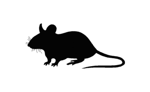 rat control rohini